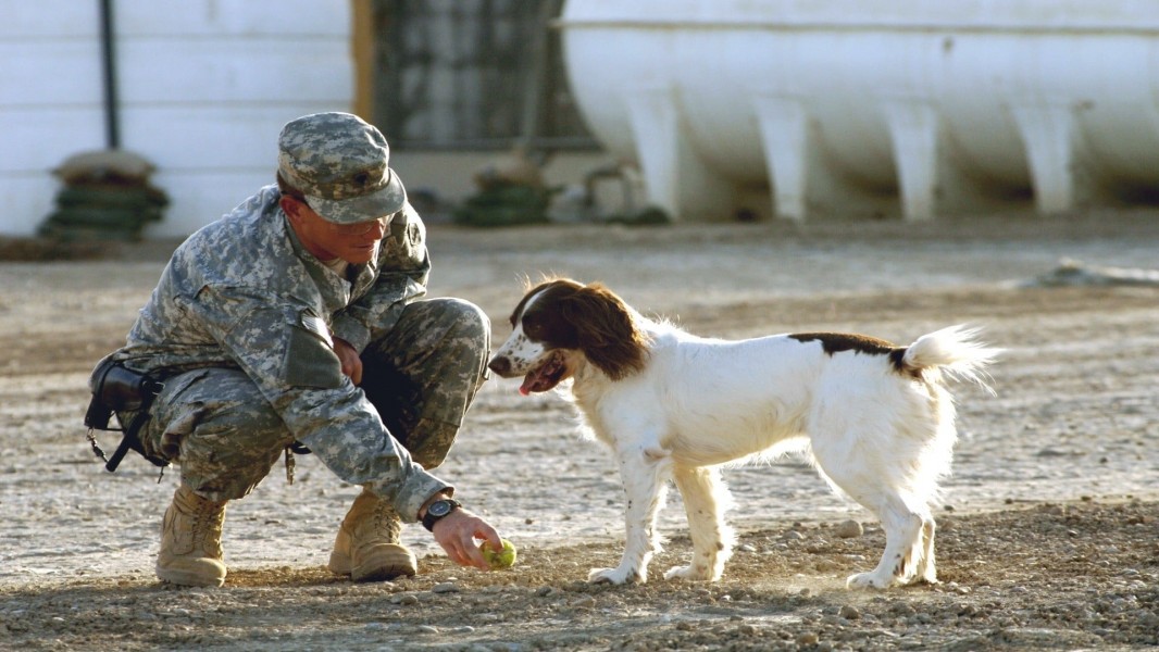 Send in the Dogs Australia