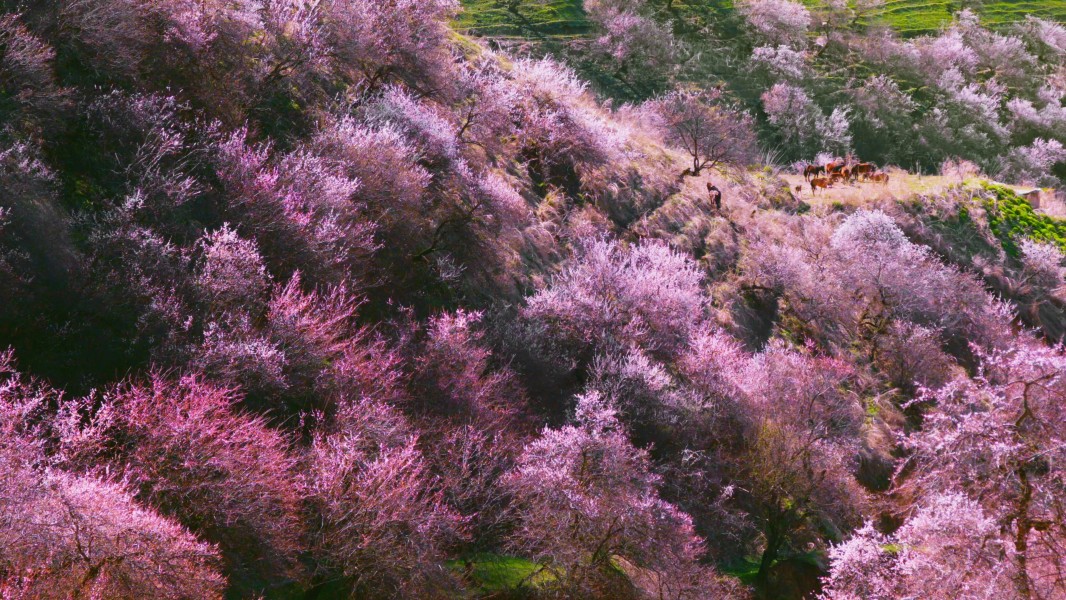 At the Foot of Tian Shan