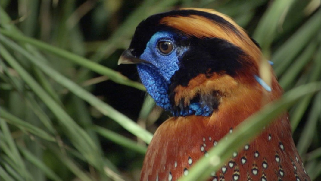 Attenborough in Paradise