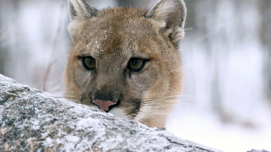 Puma, le fantôme du Gévaudan