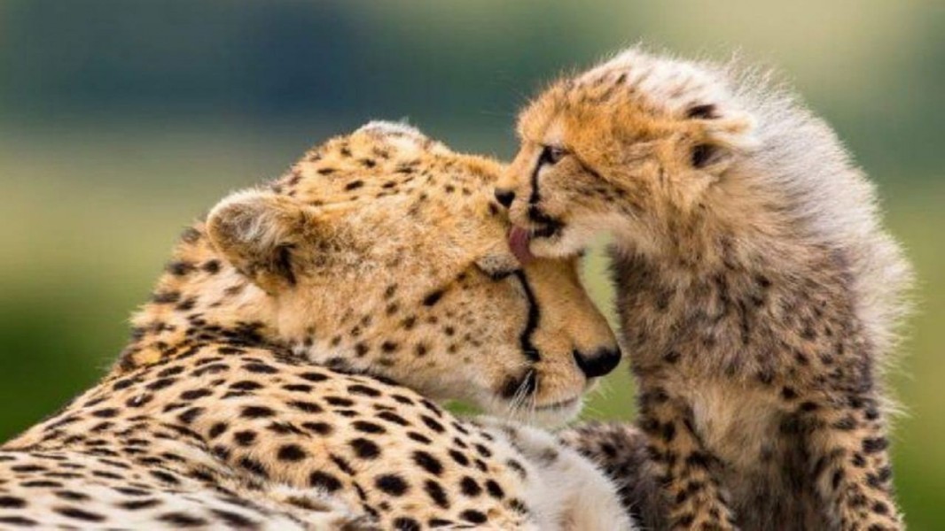 La Meute Cinq guépards dans le Serengeti