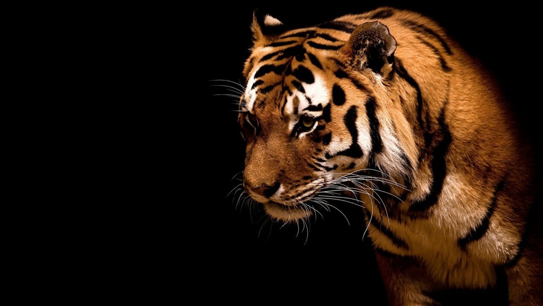 BBC Wildlife Specials