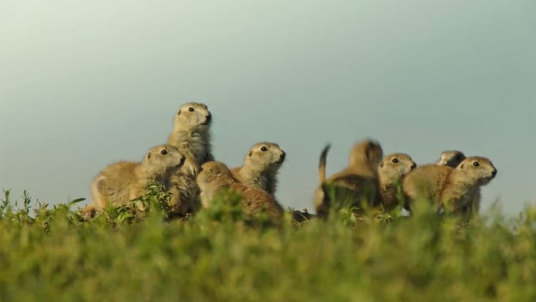 Going Nuts - Tales from the Squirrel World