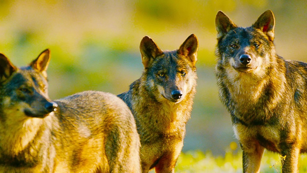 Iberia's Woodlands: Life on the Edge