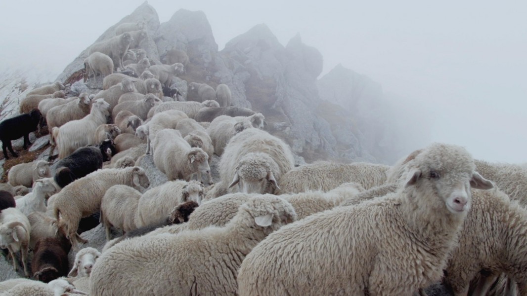 The Gold-Laden Sheep and The Sacred Mountain