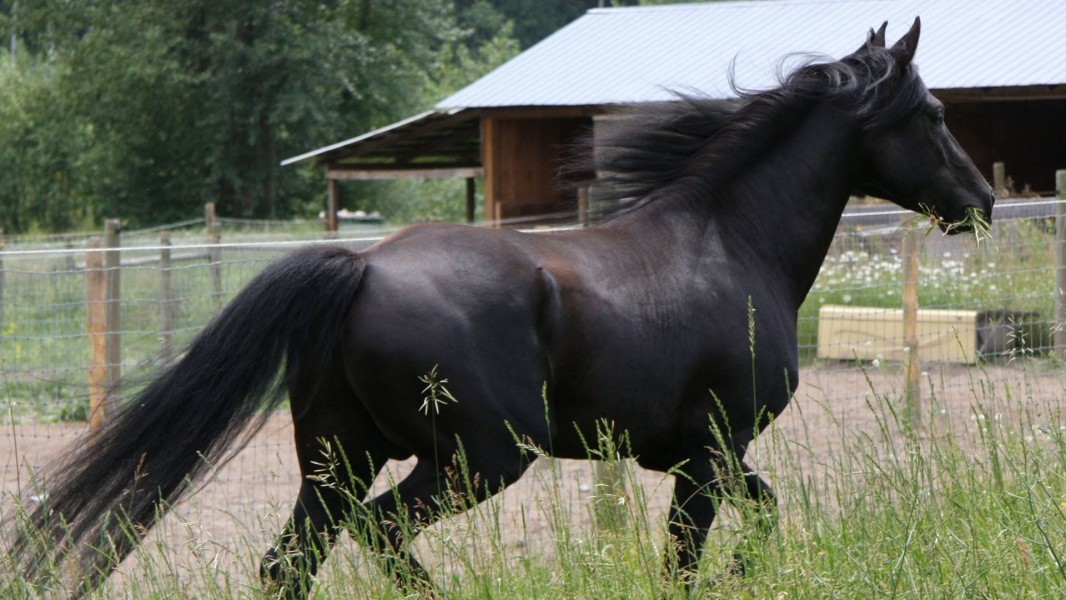 The Adventures of Black Beauty