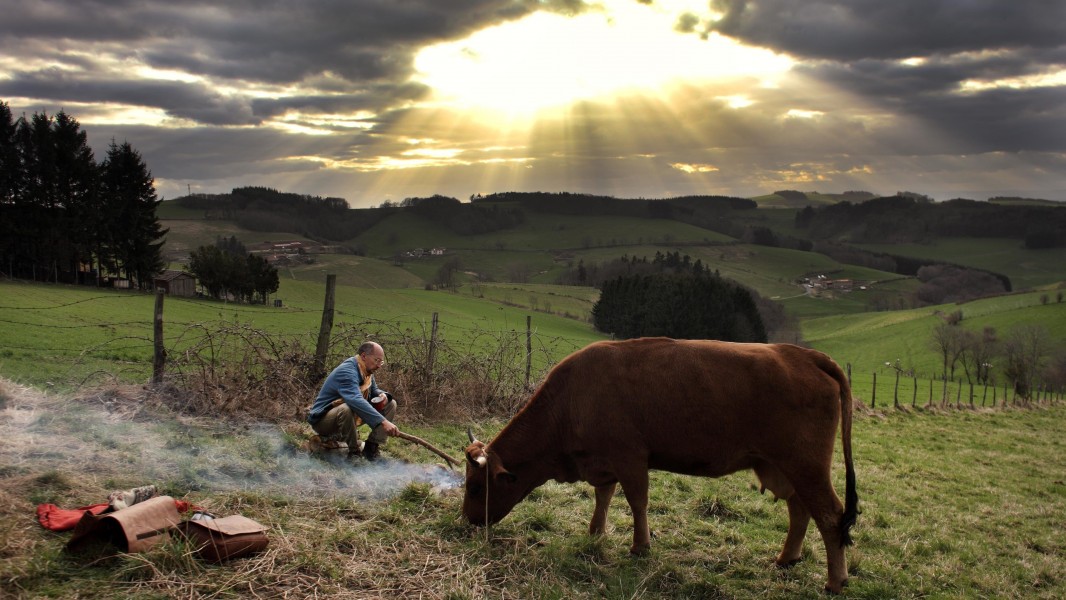 One Man and his Cow