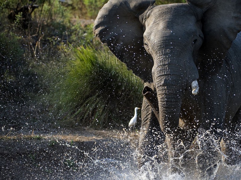 Zambia Untamed