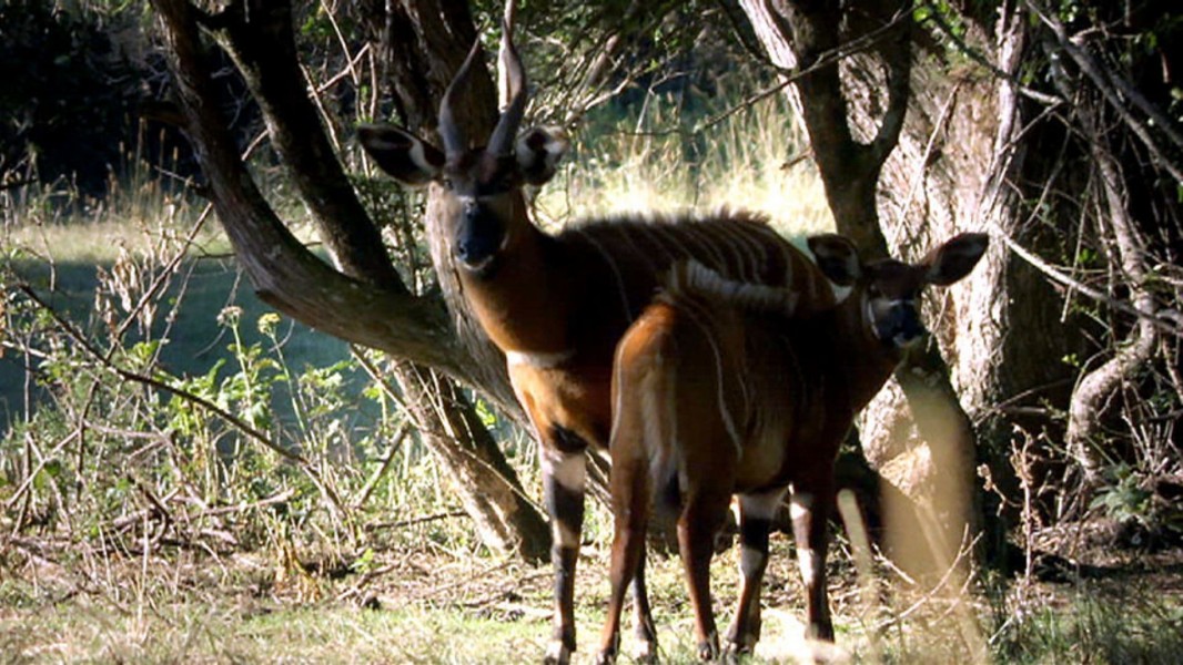 The Great Rift: Africa's Wild Heart