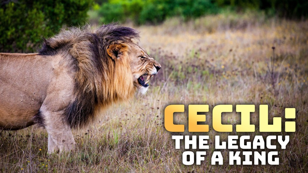 Cecil: The Legacy of a King