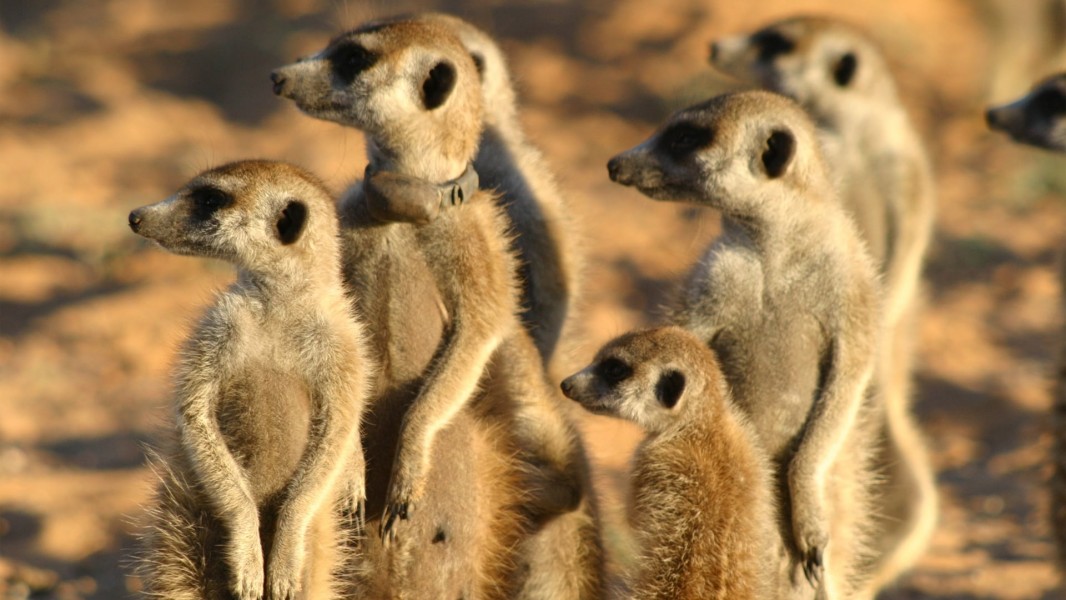Meerkat Manor