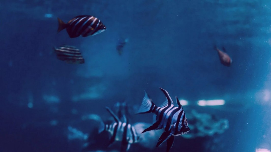 Ocean Wild
