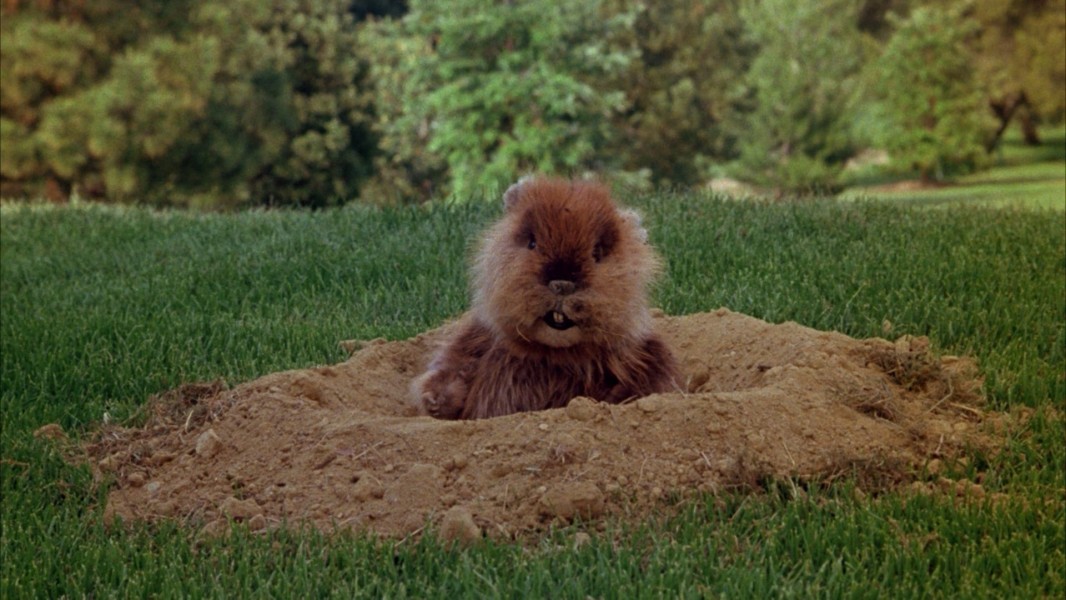 Caddyshack