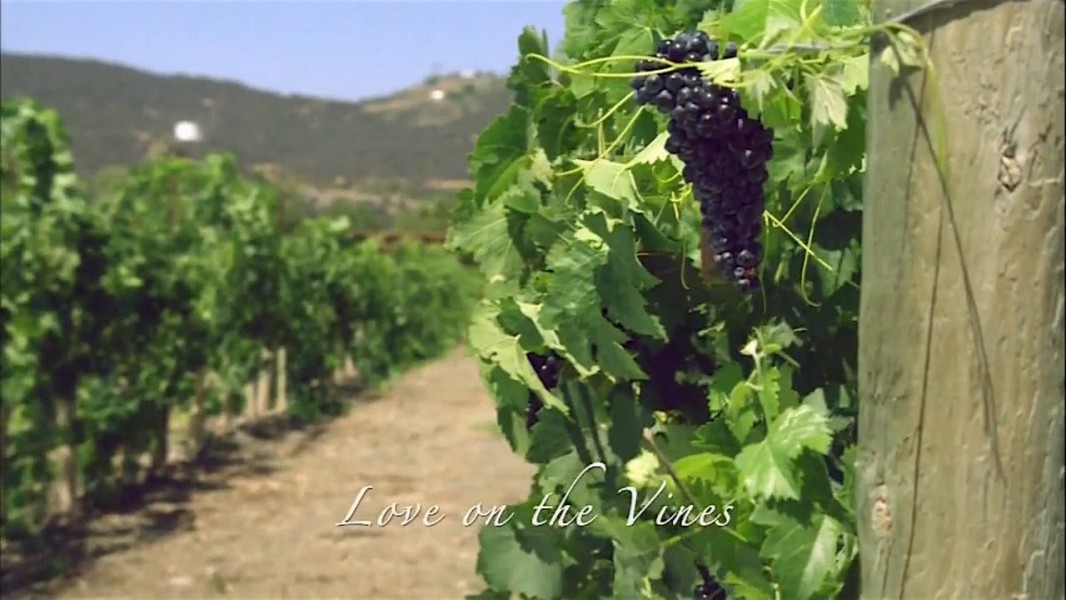 Love on the Vines