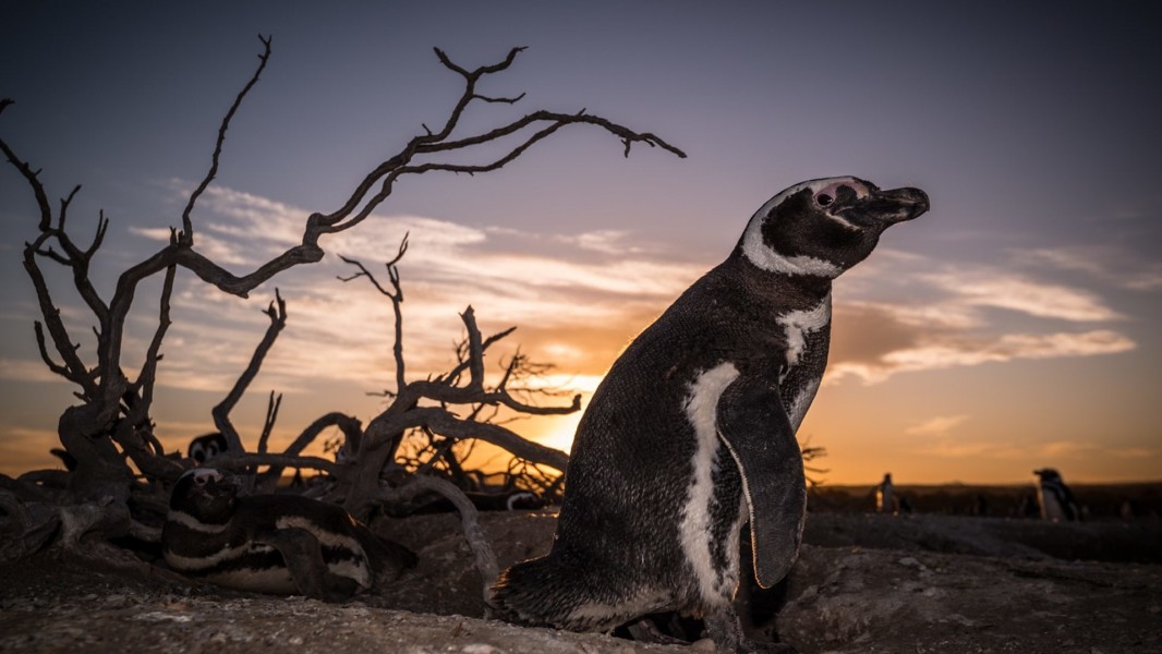 Patagonia: Earth's Secret Paradise