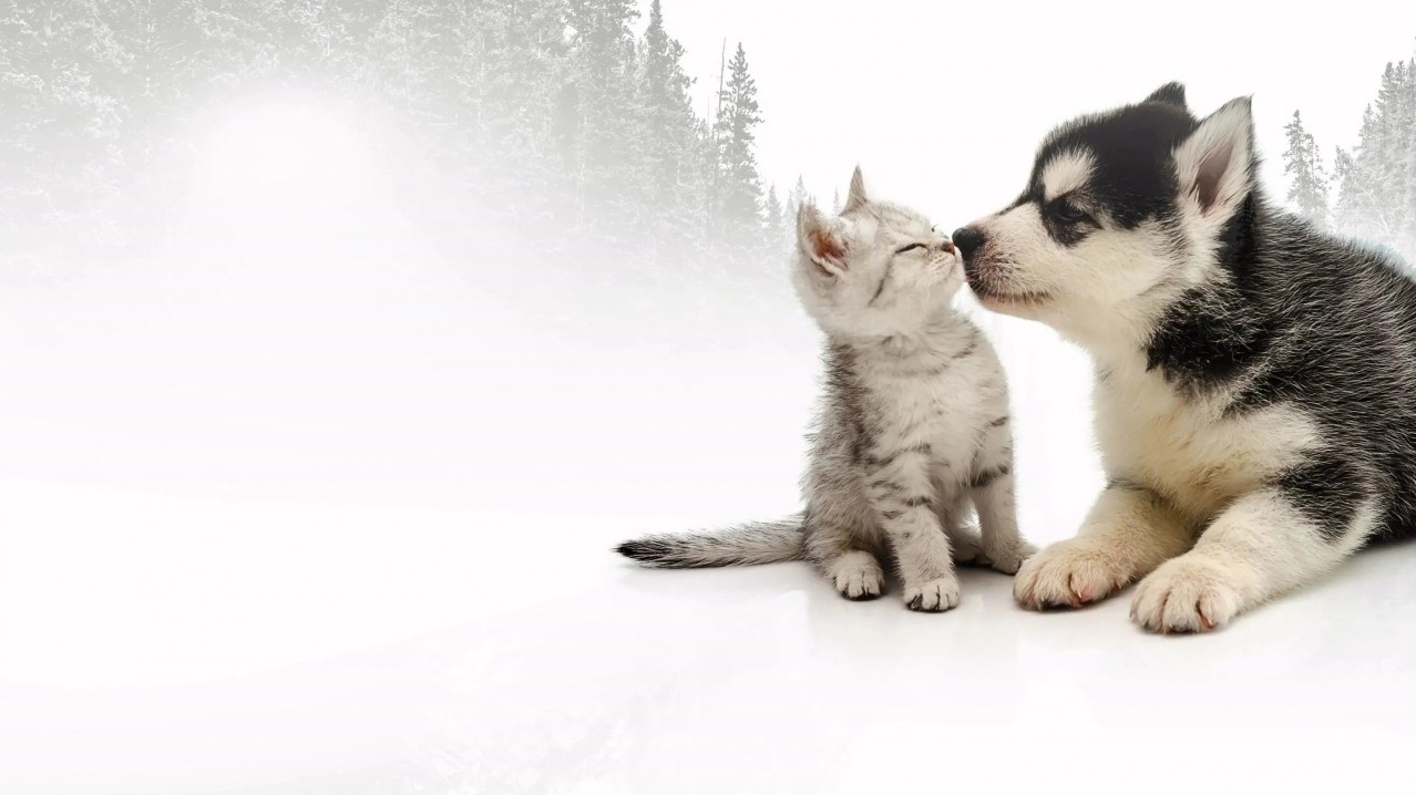 Incredible Northern Vets