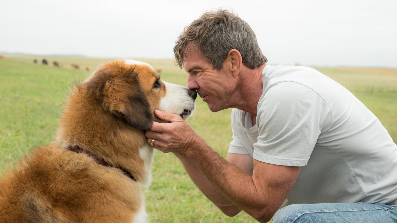 A Dog's Purpose