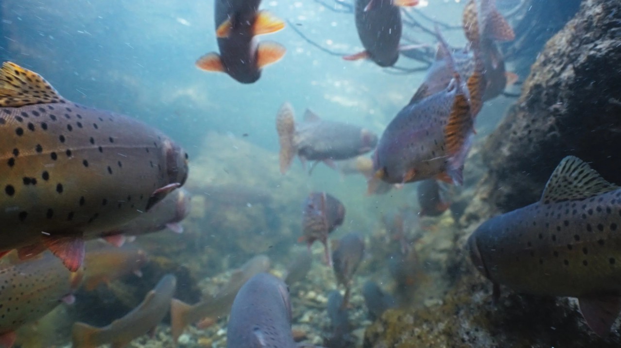 The American Southwest