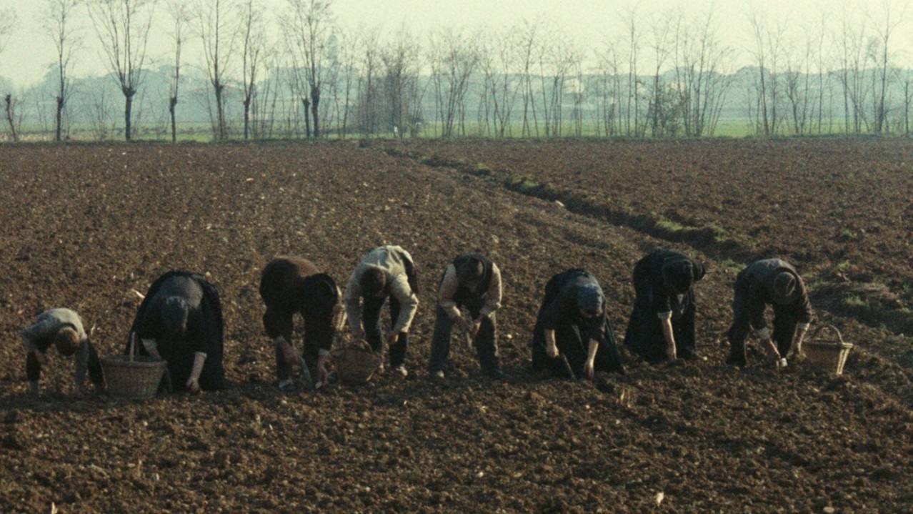 The Tree of Wooden Clogs