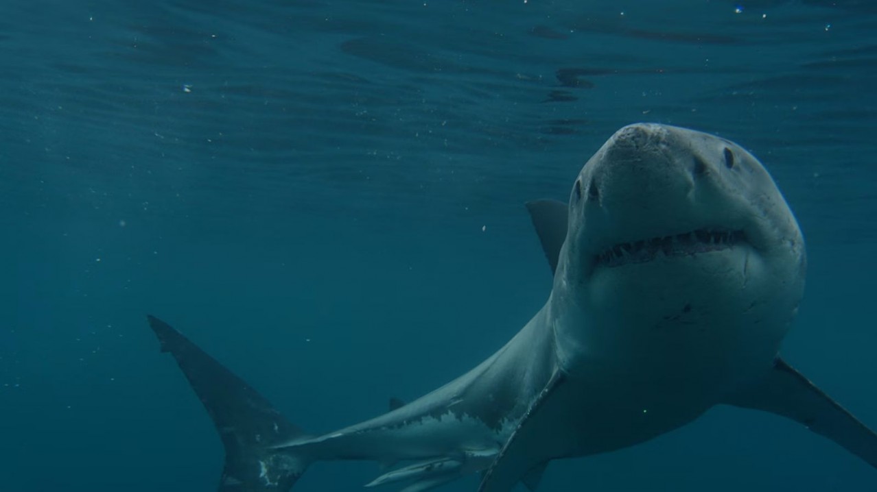 Boss Shark