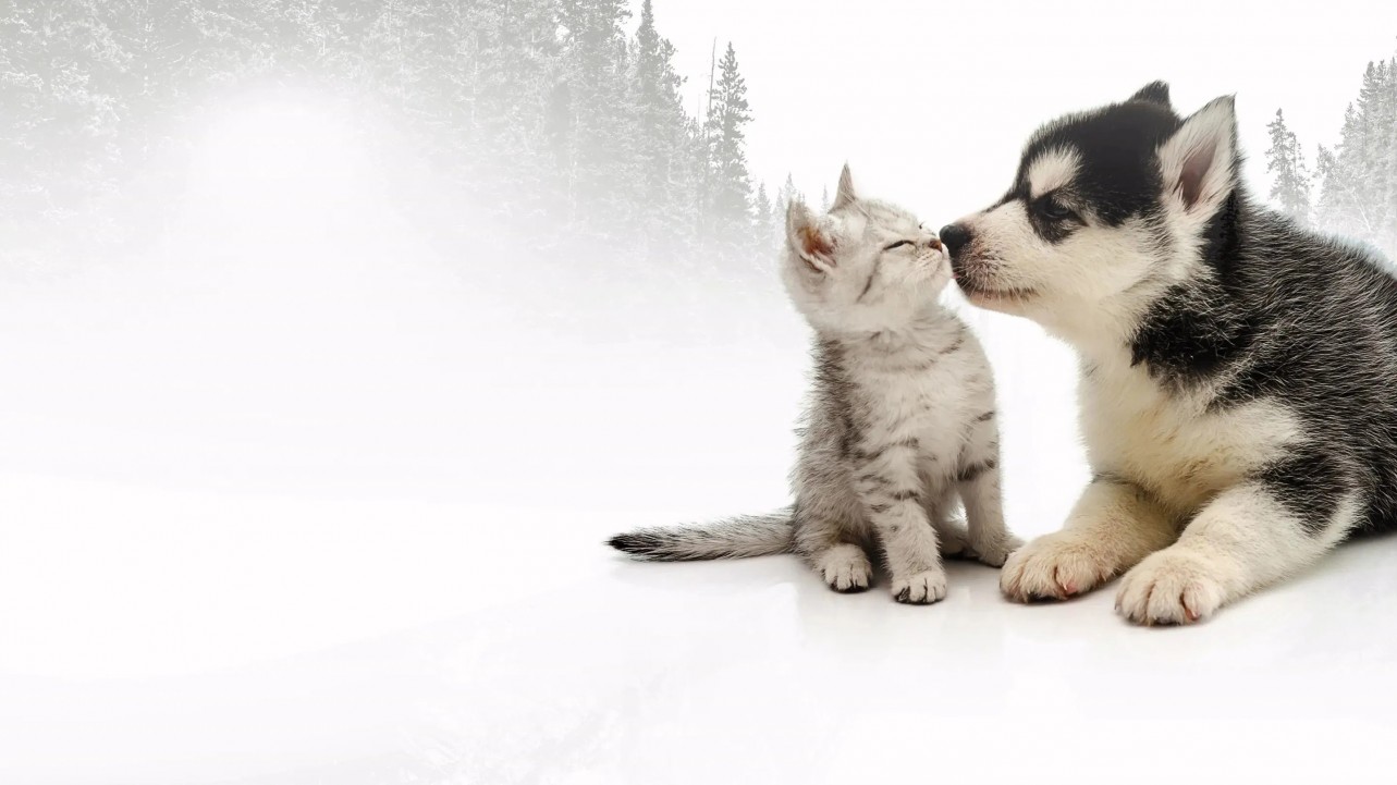 Incredible Northern Vets