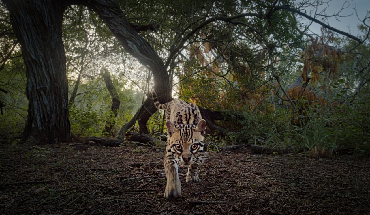 Deep in the Heart: A Texas Wildlife Story