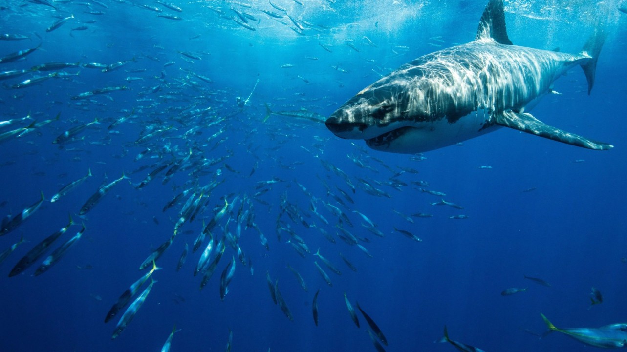 Planet Shark
