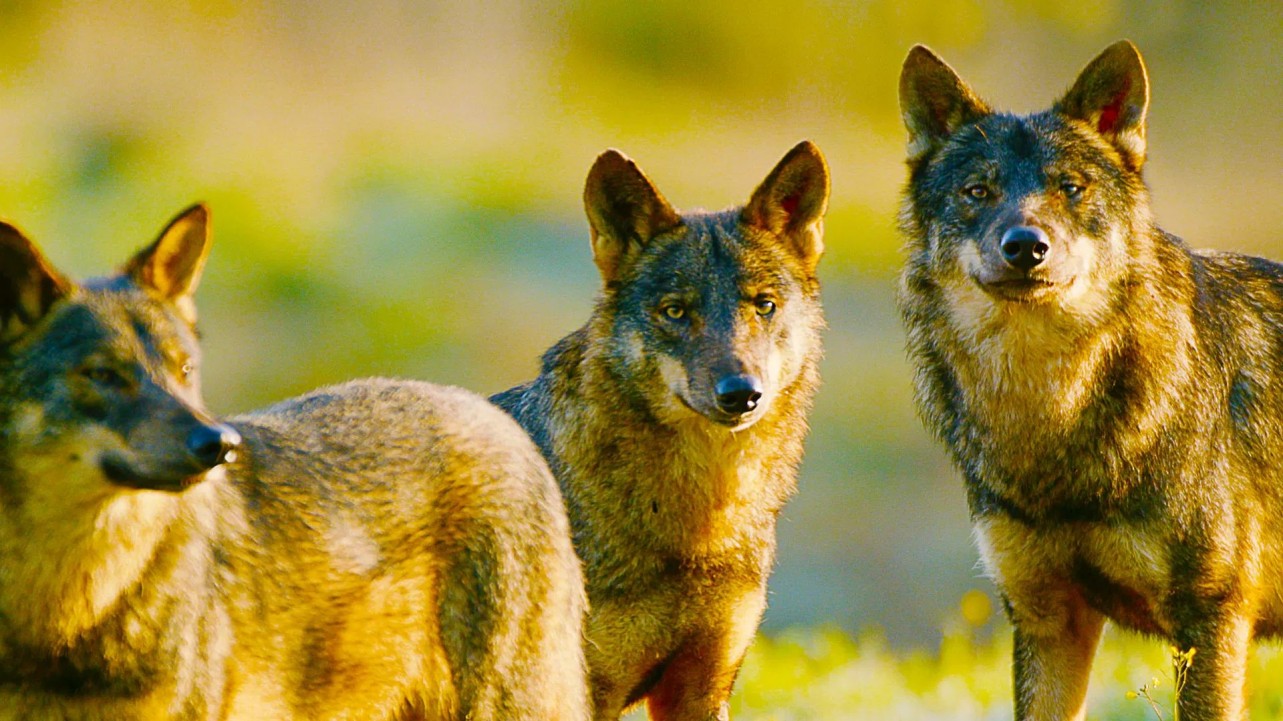 Iberia's Woodlands: Life on the Edge