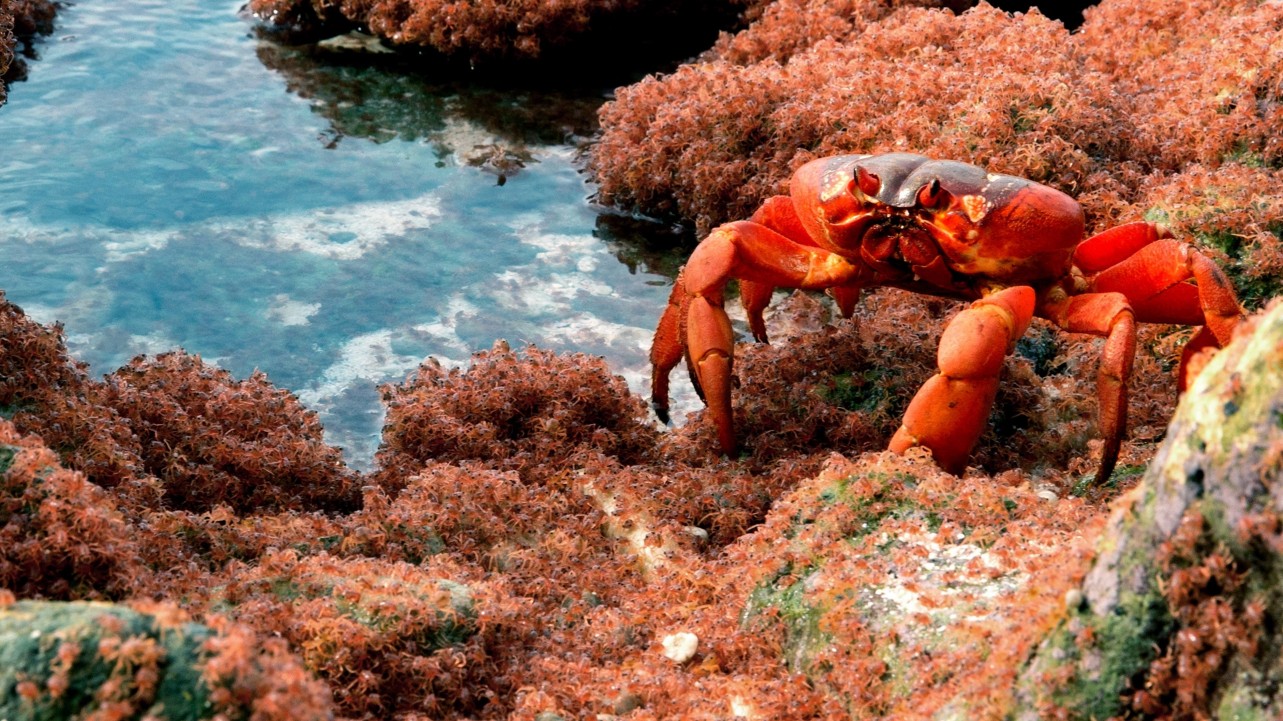 The Giant Robber Crab