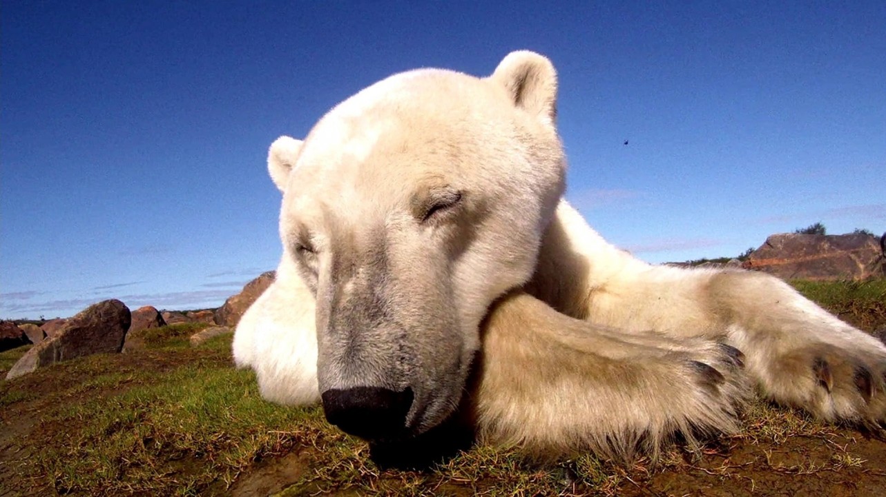 Polar Bears: A Summer Odyssey