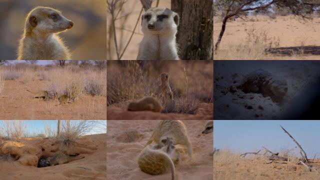 Meet The Meerkats