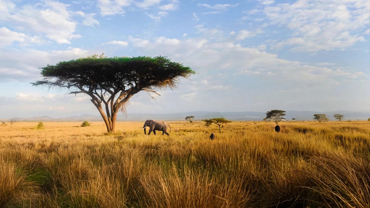 The Riot and the Dance