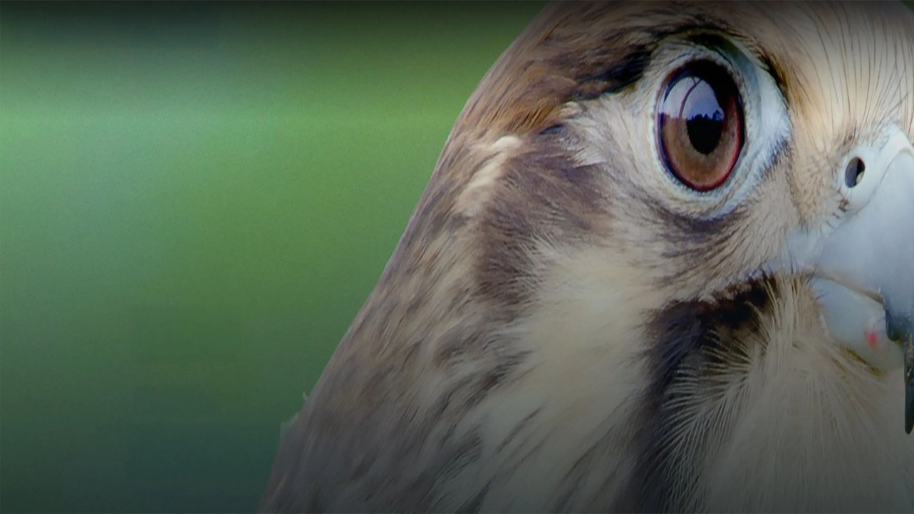 Wild Birds of Australia