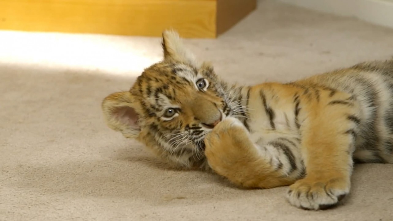 A Tiger's Tail