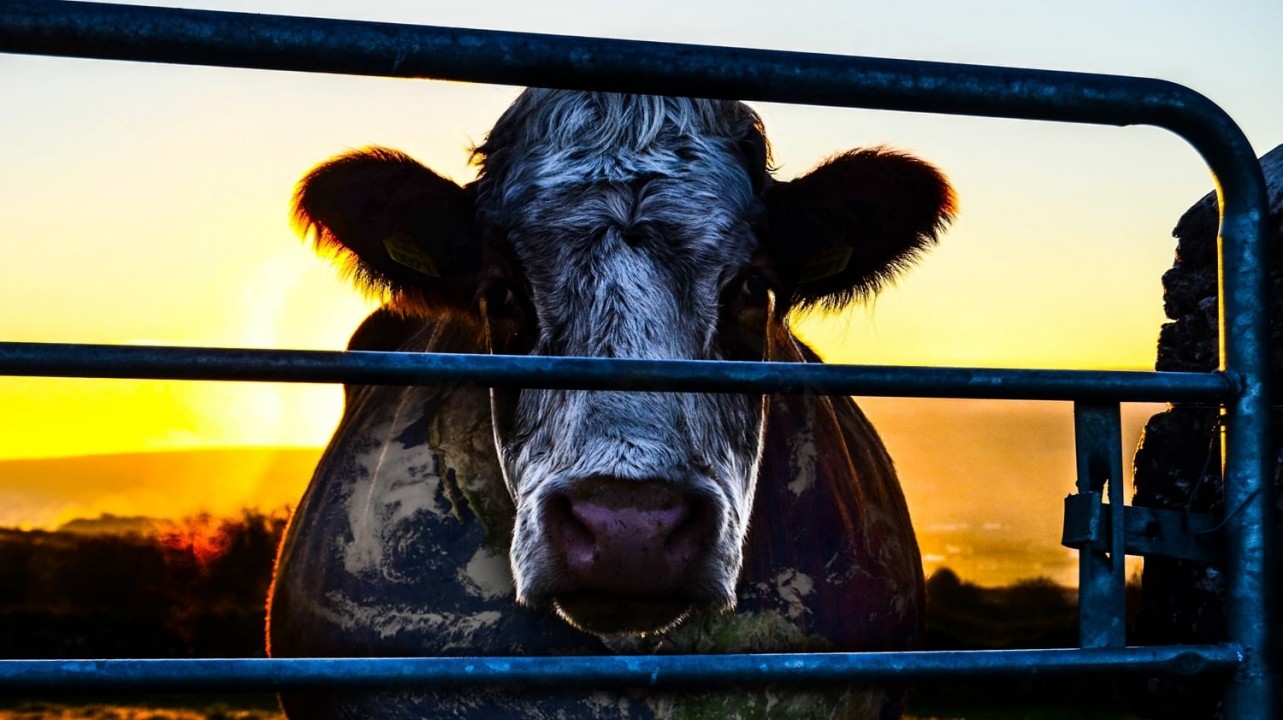 Cowspiracy: The Sustainability Secret