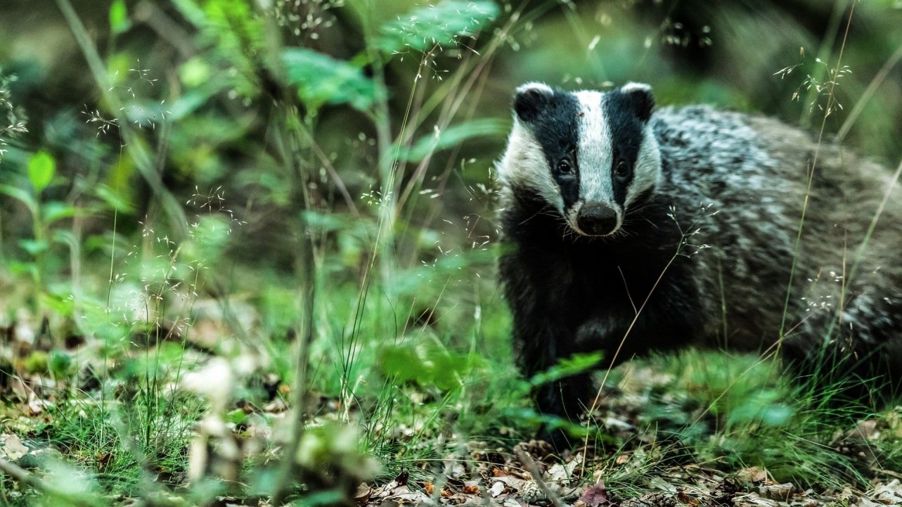 Badgers: Their Secret World