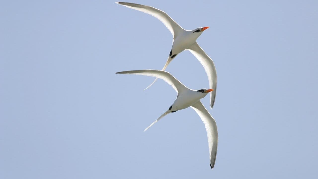 Winged Migration