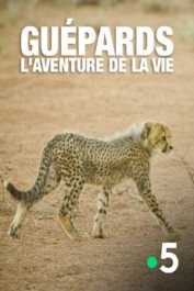 Guépards, l'aventure de la  vie