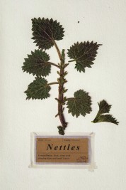 Nettles 2019