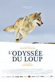 L'odyssée du loup