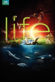 Watch Free Life Full Movies Bflix