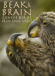 Watch Free Beak & Brain - Genius Birds from Down Under Full Movies Bflix