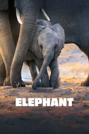 Watch Free Elephant Full Movies Bflix