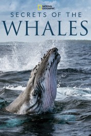 Watch Free Secrets of the Whales Full Movies Bflix