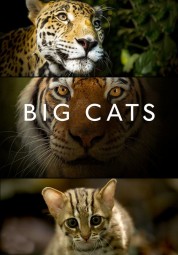 Watch Free Big Cats Full Movies Bflix