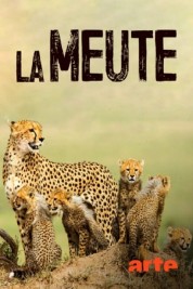 La Meute Cinq guépards dans le Serengeti 2019