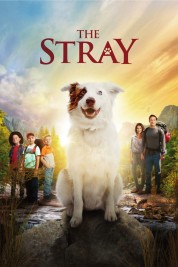 Watch Free The Stray Full Movies Bflix