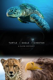 Turtle, Eagle, Cheetah: A Slow Odyssey 2018