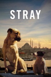 Watch Free Stray Full Movies Bflix