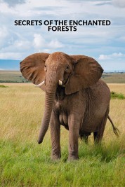 soap2day-Secrets of the Enchanted Forests